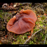 Gyromitra parma