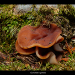 Gyromitra parma