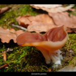 Gyromitra parma