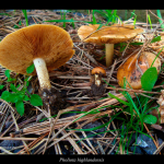 Pholiota highlandensis