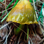 Hygrocybe psittacina