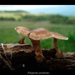 Polyporus arcularius