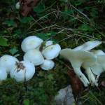 Hygrophorus discoxanthus