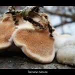 Trametes hirsuta. Detail of the hymenium.