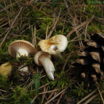 Hygrophorus gliocyclus