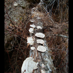 Trametes hirsuta growing on a fallen hornbeam (Carpinus caucasica). 