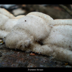 Trametes hirsuta. Detail of the upper surface. 