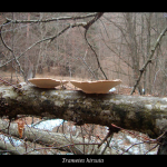 Trametes hirsuta. 