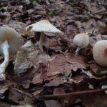 Lepiota clypeolaria