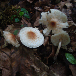 Lepiota cristata