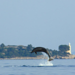 Tursiops truncatus