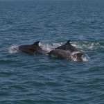 Tursiops truncatus