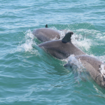 Tursiops truncatus