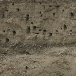 Nesting cology of Merops apiaster