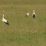 White storks (Ciconia ciconia)