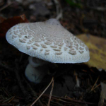 Macrolepiota mastoidea