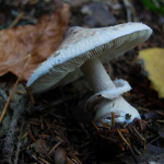 Macrolepiota mastoidea