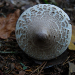 Macrolepiota mastoidea