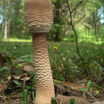 Macrolepiota  procera