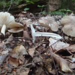 Megacollybia platyphylla