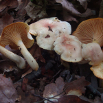 Cantharellus roseofagetorum