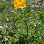 Pulsatilla aurea