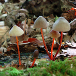 Mycena crocata