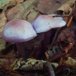 Mycena pura