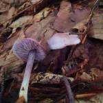 Mycena pura