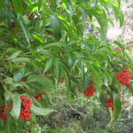 Sambucus tigranii