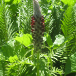 Pedicularis atropururea