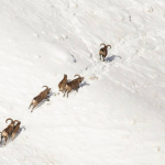 Capra cylindricornis group in winter