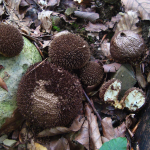 Lycoperdon echinatum