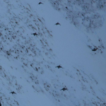 Caucasian snowcocks (Tetraogallus caucasicus)