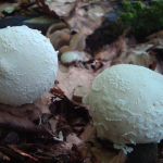 Lycoperdon mammaeforme