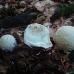 Lycoperdon mammaeforme