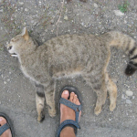 Felis silvestris, dead animal