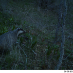 Badger (Meles meles)