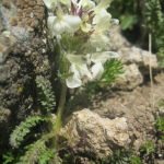 Pedicularis armena