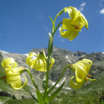 Lilium kesselringianum