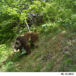 Brown bear