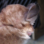 Rhinolophus euryale