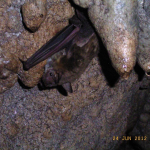 Myotis blythii