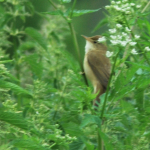 Phylloscopus lorenzii