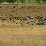 Corvus frugilegus