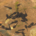 Tadpoles of Caucasian toad