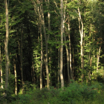 Beach forest