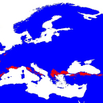 Anopheles hyrcanus modeled distribution map