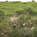 Phalacrocorax carbo