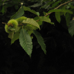 Castanea sativa